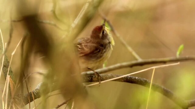 Palm warbler bird rubbing face on a tree branch and stretching wings in forest