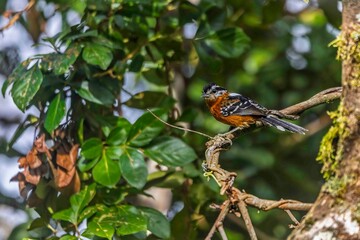 A small bird sat on a tree branch, searching for food.