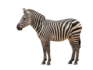 Obraz premium Zebra isolated on transparent background