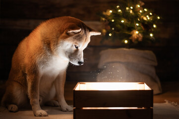 Shiba Inu dog looking into glowing gift box with Christmas tree lights