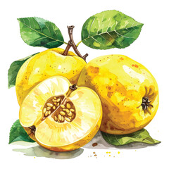 Two Ripe Yellow Quinces and One Halved with Green Leaves watercolor vector illutrastion transparent background