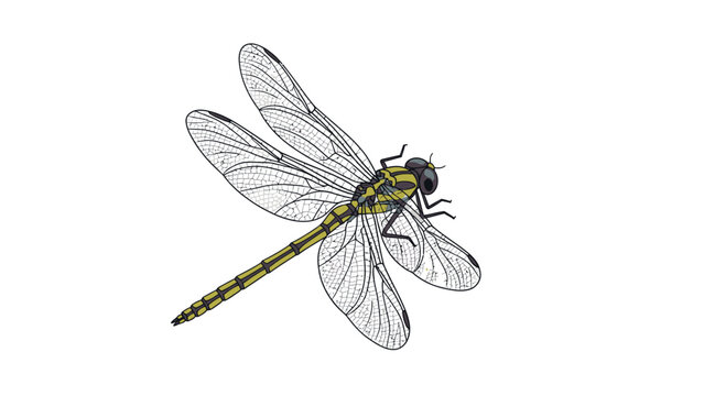 Dragonfly illustration isolated on white, detailed insect vector.
