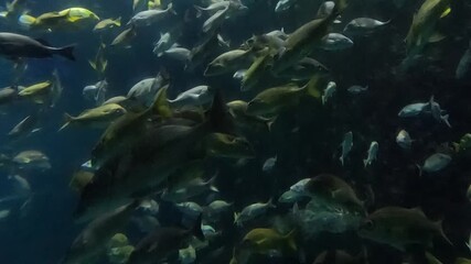 The exhibits include a giant oceanarium with sharks and stingrays.