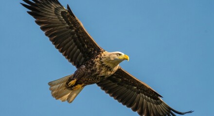 Obraz premium Eagle soars, wings spread, against clear blue sky