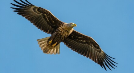 Obraz premium Eagle soars, wings wide, blue sky backdrop