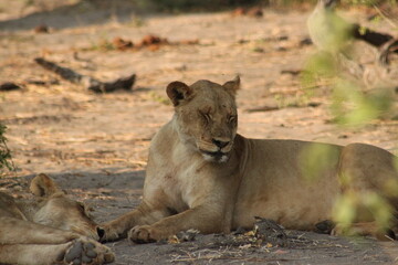 Obraz premium Close-up of a female lion sleeping peacefully on the grass in the African savannah during the day.