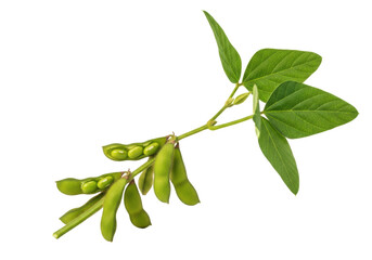 Fototapeta premium A vibrant green soybean branch with fuzzy pods, visible light green beans, and lush leaves, isolated against a transparent background with copy space, studio shot. Concept of healthy plant-based