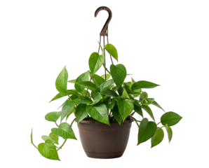 Vibrant green foliage of a pothos houseplant in a hanging brown pot on a transparent background