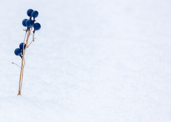 Blue cohosh berries in deep snow