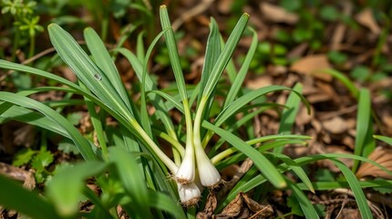 Obraz premium wild leeks ramps leaves allium tricoccum wild garlic foraged in forest fresh spring edible plants woodland