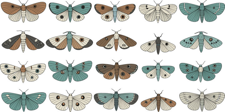 Vintage moth species collection with different wing patterns pastel colors hand drawn vector illustration set