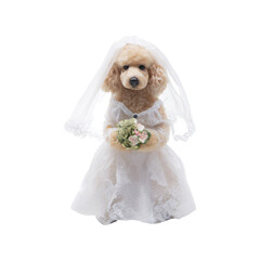 Dog Dressed As Bride Holding Bouquet. Humorous Pet Wedding Theme. Isolated On Transparent Background