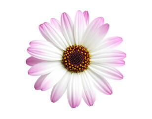 Obraz premium A close-up view of a vibrant daisy flower with white and purple petals, dark center