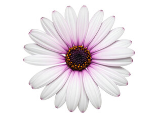 Obraz premium Close-up of a vibrant daisy flower with white petals, a purple center, and a dark black background