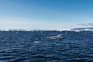Humpback Whale Rolling, White Belly Visible in Greenland © Michel