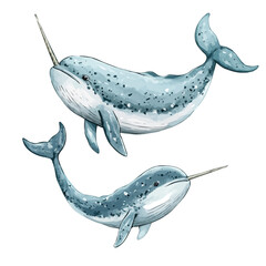 Mother Narwhal With Her Kid, charming watercolor vector with soft tones and graceful design, isolated on a white background. © soltrex