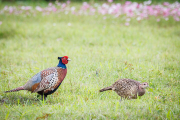 Fototapeta premium A pair of Ring-necked Pheasants (Phasianus colchicus) foraging among blooming cosmos flowers, showcasing sexual dimorphism in wildlife photography.