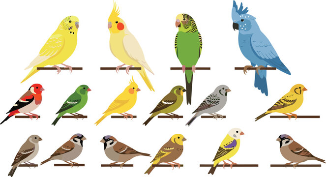 Colorful bird species collection with parrots budgies canaries and sparrows cartoon vector illustration set