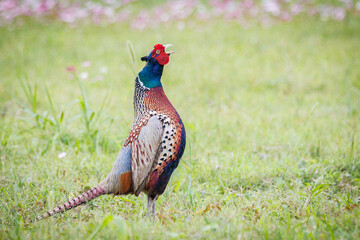 Fototapeta premium Male Ring-necked Pheasant (Phasianus colchicus) flapping wings and crowing on green grass, dynamic wildlife photography.