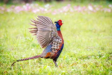Fototapeta premium Male Ring-necked Pheasant (Phasianus colchicus) flapping wings and crowing on green grass, dynamic wildlife photography.
