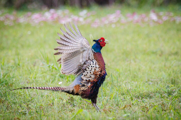 Fototapeta premium Male Ring-necked Pheasant (Phasianus colchicus) flapping wings and crowing on green grass, dynamic wildlife photography.