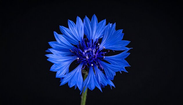 Blaue Kornblume &ndash; filigrane Wildblume