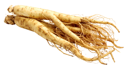 Close-up of several light-brown, root-like objects with fine, hair-like fibers attached, arranged on a black background