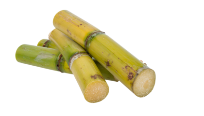 Close-up of several sugar cane stalks. They are green and yellow, with a cut end revealing the sugary pulp. The stalks are grouped together