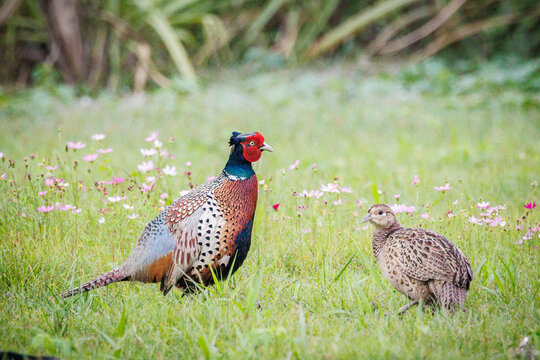 A pair of Ring-necked Pheasants (Phasianus colchicus) foraging among blooming cosmos flowers, showcasing sexual dimorphism in wildlife photography.