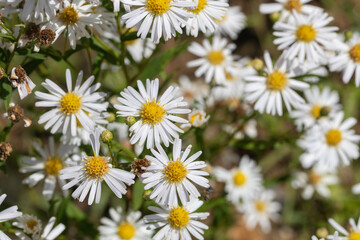 Fototapeta premium Cluster of White Daisy Flowers with Yellow Center