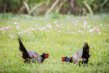 Two male Ring-necked Pheasants (Phasianus colchicus) interacting in a spring meadow, showcasing...