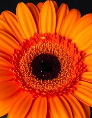 Orangefarbene Gerbera &ndash; moderne Frische