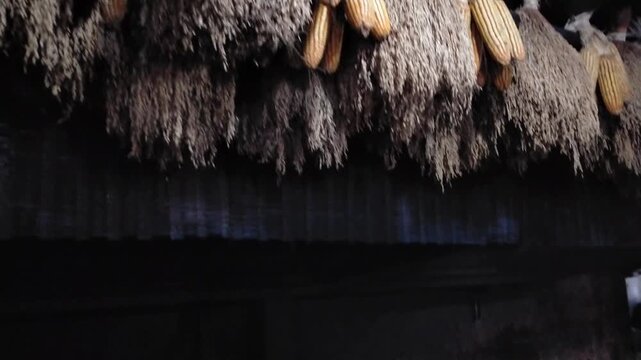 interior space of a traditional farmer's house in the Java region of Indonesia, showing rice and corn hanging as food supplies