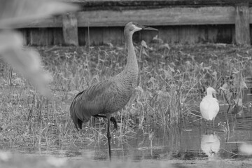 A sandhill crane stands in a beautiful pond in Pasco County, Tampa Bay, Florida, surrounded by graceful white egrets wading nearby. The calm water reflects the birds as they feed and preen in harmony 