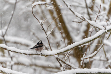 Long-tailed tit Aegithalos caudatus resting on a snow-laden tree branch in a quiet winter woodland. Soft falling snow creates a peaceful seasonal wildlife atmosphere. © Jakob