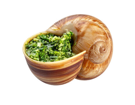 Baked escargot in its shell with green herb butter, prepared for culinary delight
