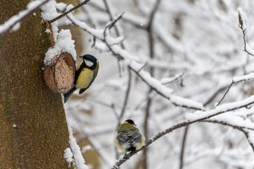 A great tit Parus major pecks seeds from a tree feeder while another bird rests below on a snowy branch. Authentic winter wildlife behavior in forest habitat. © Jakob