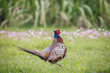 Fototapeta premium Male Ring-necked Pheasant (Phasianus colchicus) flapping wings and crowing on green grass, dynamic wildlife photography.