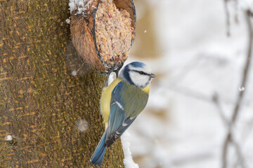 A blue tit Cyanistes caeruleus perches on a snow-covered branch in a quiet winter forest. Minimalist wildlife composition with soft background. © Jakob