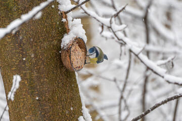 A blue tit Cyanistes caeruleus feeds from a suet ball attached to a tree trunk during snowfall. Winter wildlife scene with natural feeding behavior in a snowy forest. © Jakob