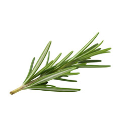 Fototapeta premium A sprig of rosemary isolated on transparent background