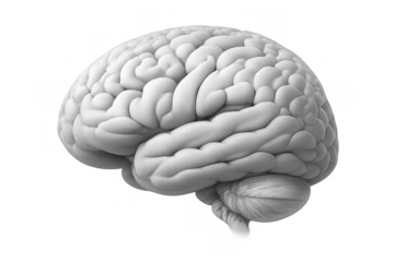 Human brain organ showing neural activity, thinking, memory, and cognitive processes on transparent background