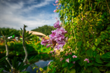 Lilac blooms carrying the scent of spring, Jacksonville Zoo, Jacksonville, Florida, United States of America