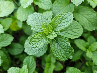 fresh mint leaves © Prim