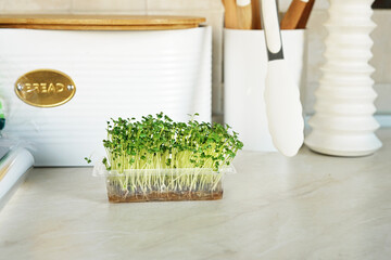 Mustard Microgreens. Green young Sprout. Healthy Lifestyle , nutritional, vegan food concept. Growing seeds. Raw Fresh micro greens at home.