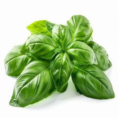 Fototapeta premium Vibrant green basil leaves create an aromatic and flavorful bunch, perfect for culinary use