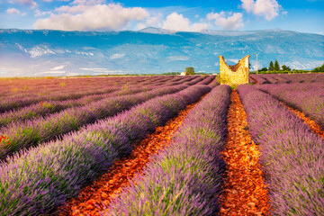 Lavender fields in Provence, France. Rows of vibrant lavender bloom in a picturesque setting in Provence, France. The purple lavender contrast beautifully with the colors of the sky, Provence, France.