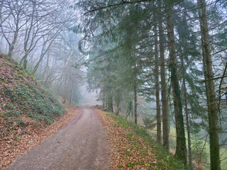 Germany, Black Forest, Foggy winter woodland scenery with curved hiking path in magical nature environment