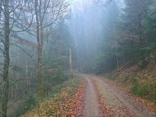 Germany, Black Forest, Foggy winter hiking path through magical evergreen forest landscape