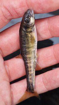 Eurasian minnow (Phoxinus phoxinus), is a small freshwater fish widely distributed across Europe and parts of Asia. It inhabits clear, cold streams, rivers, and lakes, often forming large schools. The